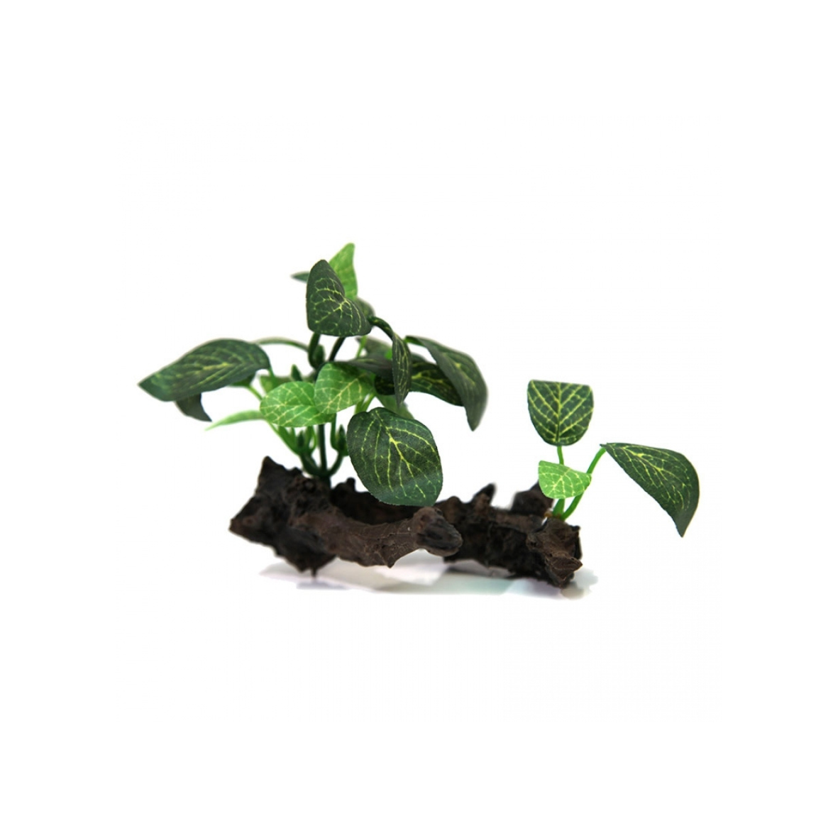 Hermit Crab Plant On Wood 10.6x7.8x8cm 36328