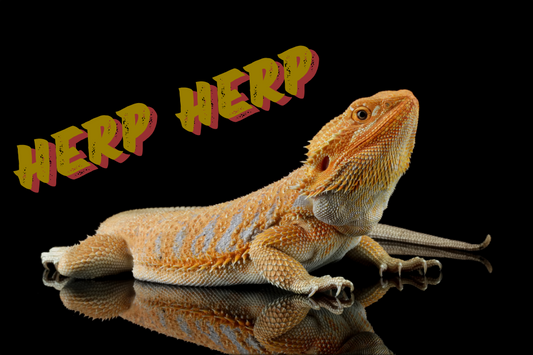 How to Care for your Bearded Dragon