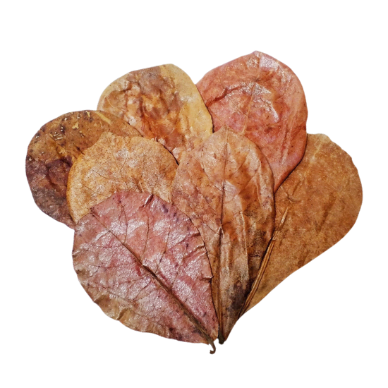 Almond Leaf - 10 Pack