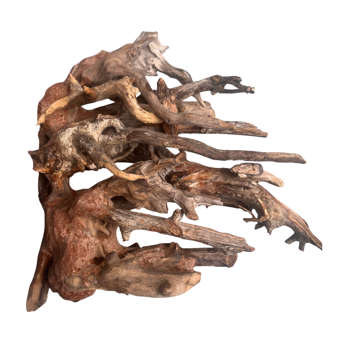 Bonsai Kinn Wood Small (BW15)