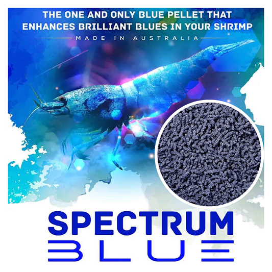 SAS Spectrum Blue 30g