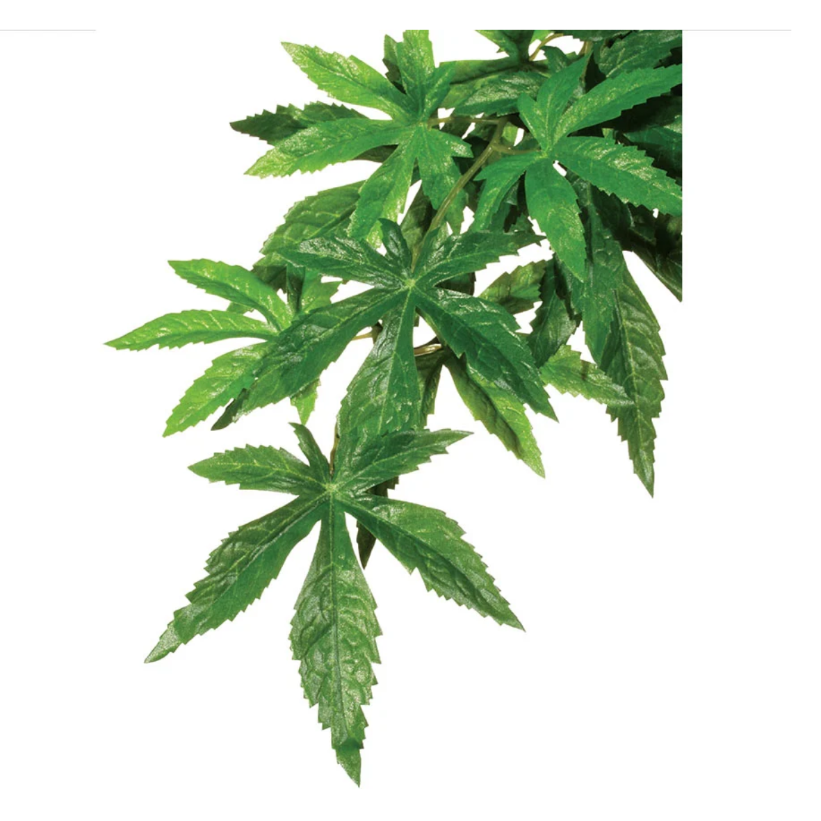 Exo Terra Forest Plant Abutilon Small