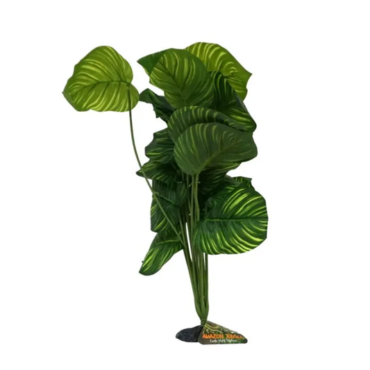 Amazon Jungle Apple Leaf Plant XL 45-50cm (CPP84)